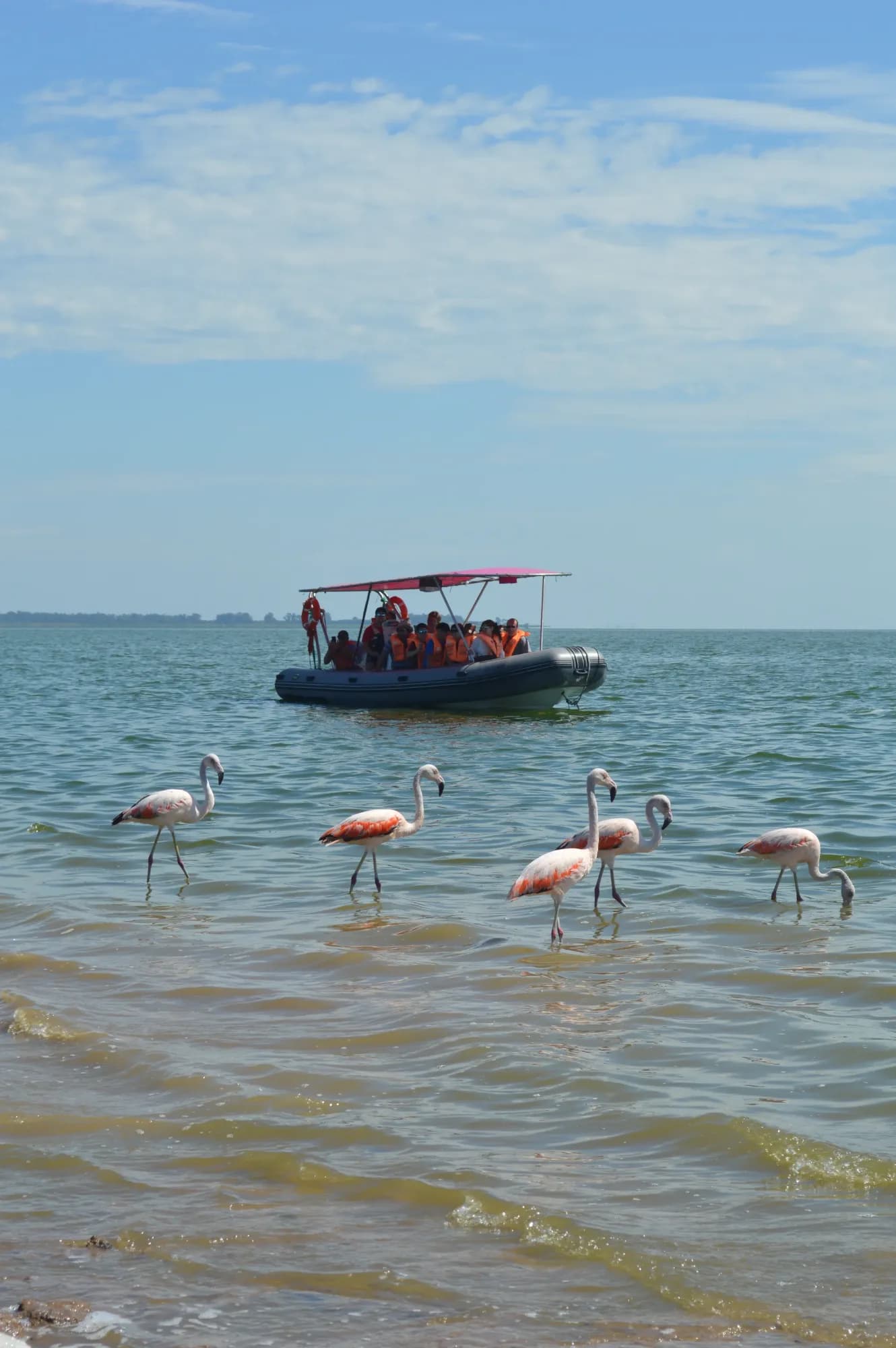 Paseo por la laguna y avistaje de aves